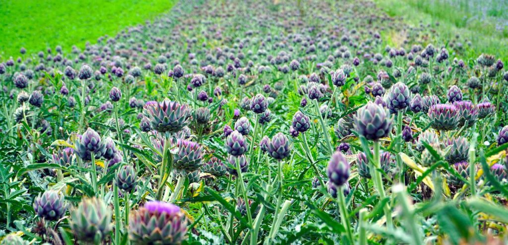 artichokes, vegetables, flowering vegetables-5313977.jpg