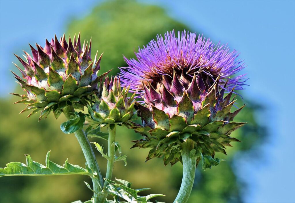 artichokes, vegetables, food-3744283.jpg